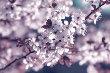 Kiraz çiçekleri Sakura bahar