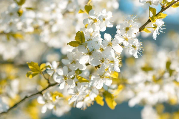 Flores de cerezo de primavera Sakura — Foto de Stock