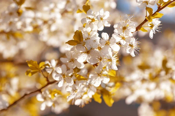 Kiraz çiçekleri Sakura bahar — Stok fotoğraf