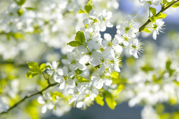 Flores de cerezo de primavera Sakura — Foto de Stock