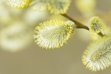 Doğal arka plan bulanık güzel Kukum çiçek dallarda