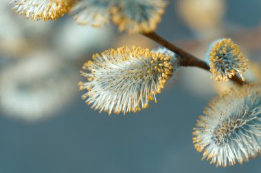 Doğal arka plan bulanık güzel Kukum çiçek dallarda