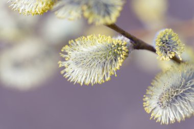 Doğal arka plan bulanık güzel Kukum çiçek dallarda