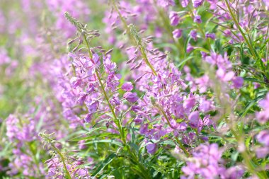 Fireweed (Chamerion veya Epilobium angustifolium) içinde pembe çiçekler Ivan çay çiçek