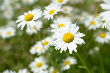 yabani papatya çiçeği