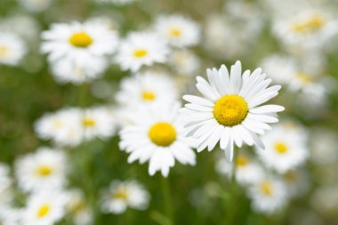 yabani papatya çiçeği