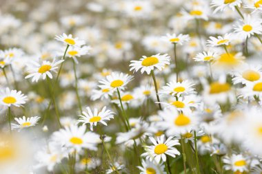 yabani papatya çiçeği