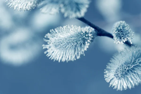 Beautiful pussy willow flowers branches on blurred natural background — Stock Photo, Image