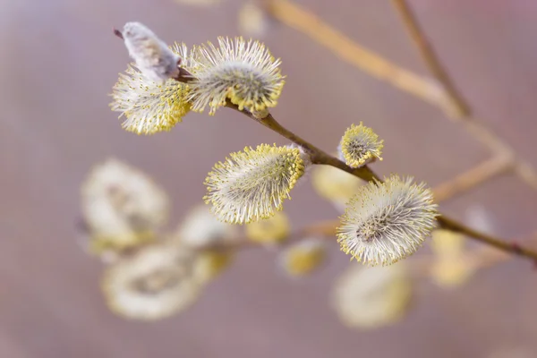 Doğal arka plan bulanık güzel Kukum çiçek dallarda — Stok fotoğraf