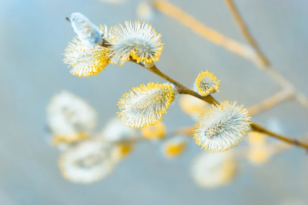 Belle chatte saule fleurs branches sur fond naturel flou — Photo