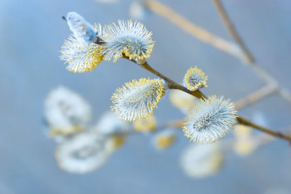 Belle chatte saule fleurs branches sur fond naturel flou — Photo