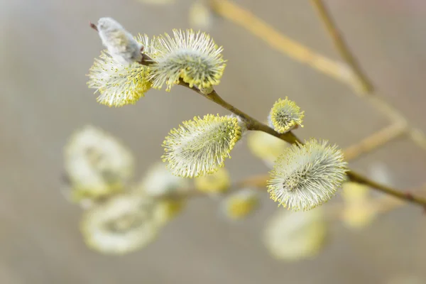 Vackra fitta blommor pilgrenar på suddig naturliga bakgrund — Stockfoto