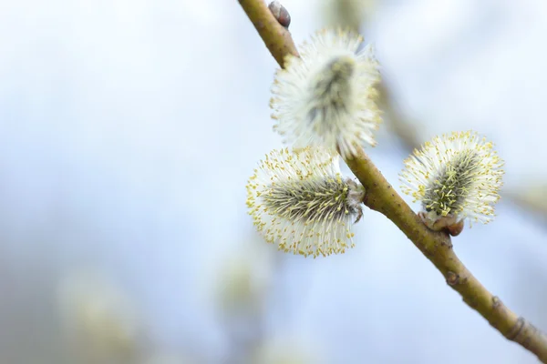 Beautiful pussy willow flowers branches on blurred natural background — Stock Photo, Image