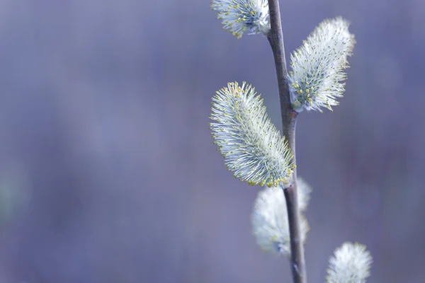 Doğal arka plan bulanık güzel Kukum çiçek dallarda — Stok fotoğraf