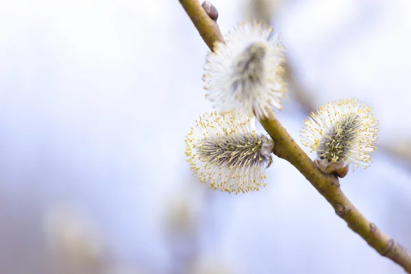 ब्लेअर नैसर्गिक पार्श्वभूमीवर सुंदर पिशवी फुले शाखा — स्टॉक फोटो, इमेज