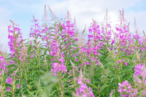 Fireweed (アカバナや Chamerion のり面) でのピンクの花が咲くイワン茶 — ストック写真