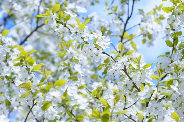 Güzel çiçekli Erik ağaçları. Arka plan bahar günü çiçek açan çiçeklerle.