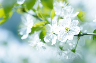 Güzel çiçekli Erik ağaçları. Arka plan bahar günü çiçek açan çiçeklerle.