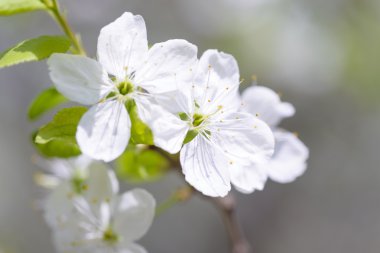 Güzel çiçekli Erik ağaçları. Arka plan bahar günü çiçek açan çiçeklerle.