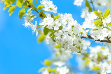 Güzel çiçekli Erik ağaçları. Arka plan bahar günü çiçek açan çiçeklerle.