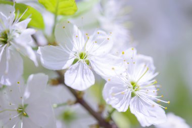 Güzel çiçekli Erik ağaçları. Arka plan bahar günü çiçek açan çiçeklerle.