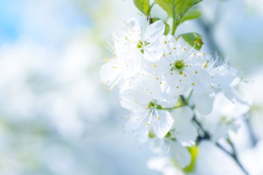 Güzel çiçekli Erik ağaçları. Arka plan bahar günü çiçek açan çiçeklerle.