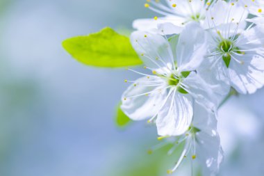 Güzel çiçekli Erik ağaçları. Arka plan bahar günü çiçek açan çiçeklerle.