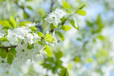Güzel çiçekli Erik ağaçları. Arka plan bahar günü çiçek açan çiçeklerle.