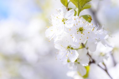 Güzel çiçekli Erik ağaçları. Arka plan bahar günü çiçek açan çiçeklerle.