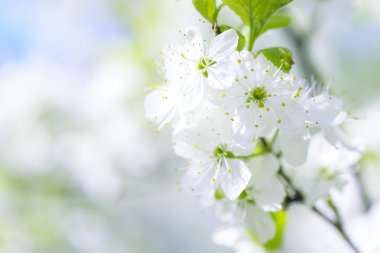 Güzel çiçekli Erik ağaçları. Arka plan bahar günü çiçek açan çiçeklerle.