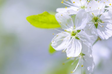 Güzel çiçekli Erik ağaçları. Arka plan bahar günü çiçek açan çiçeklerle.