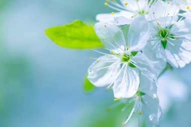 Güzel çiçekli Erik ağaçları. Arka plan bahar günü çiçek açan çiçeklerle.