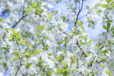 Güzel çiçekli Erik ağaçları. Arka plan bahar günü çiçek açan çiçeklerle.