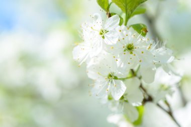 Güzel çiçekli Erik ağaçları. Arka plan bahar günü çiçek açan çiçeklerle.