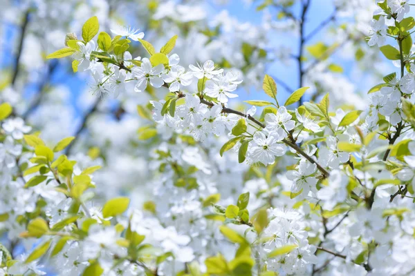 Hermosos ciruelos florecientes. Fondo con flores en flor en el día de primavera . — Foto de Stock