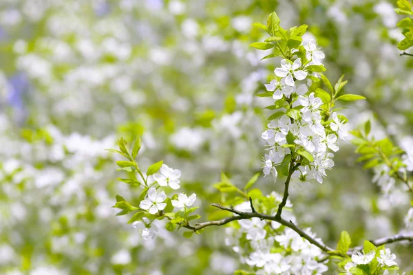 Hermosos ciruelos florecientes. Fondo con flores en flor en el día de primavera . — Foto de Stock