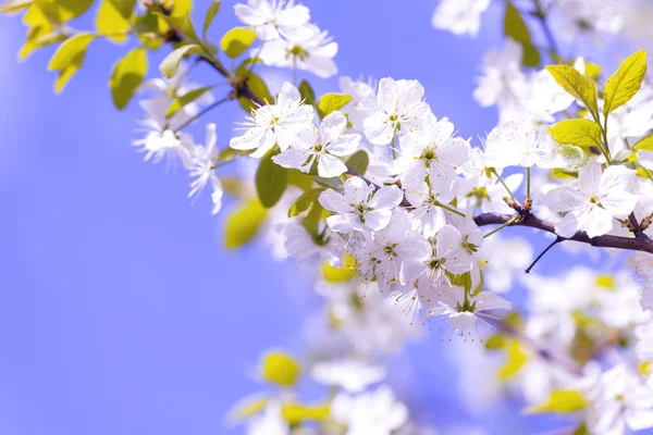 Güzel çiçekli Erik ağaçları. Arka plan bahar günü çiçek açan çiçeklerle.