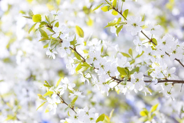 Hermosos ciruelos florecientes. Fondo con flores en flor en el día de primavera . — Foto de Stock