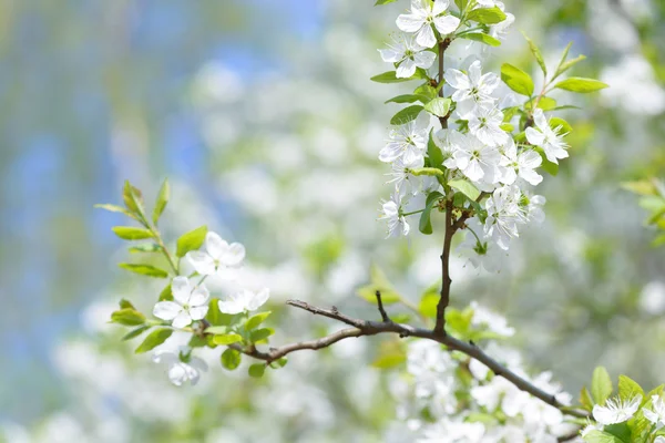 Güzel çiçekli Erik ağaçları. Arka plan bahar günü çiçek açan çiçeklerle.