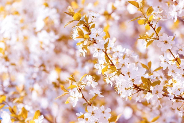 Beautiful flowering plum trees. Background with blooming flowers in spring day. — Stock Photo, Image