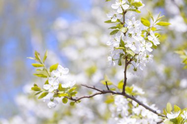 Güzel çiçekli Erik ağaçları. Arka plan bahar günü çiçek açan çiçeklerle.