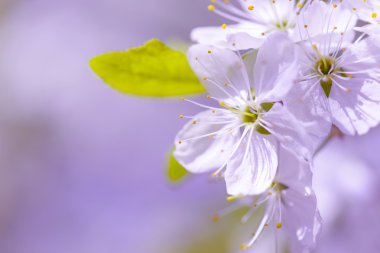 Güzel çiçekli Erik ağaçları. Arka plan bahar günü çiçek açan çiçeklerle.
