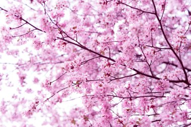 Sakura. Bahar kiraz çiçeği. Güzel çiçekler