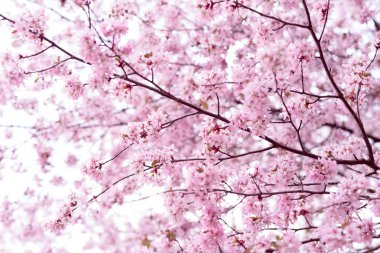 Sakura. Bahar kiraz çiçeği. Güzel çiçekler