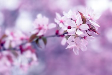 Sakura. Bahar kiraz çiçeği. Güzel çiçekler