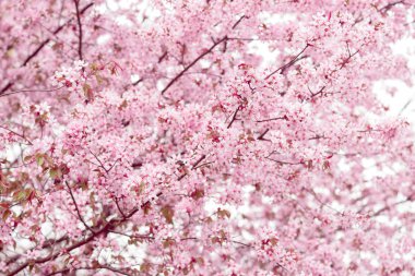 Sakura. Bahar kiraz çiçeği. Güzel çiçekler