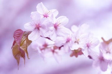 Sakura. Bahar kiraz çiçeği. Güzel çiçekler