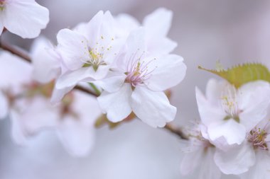 Sakura. Bahar kiraz çiçeği. Güzel çiçekler