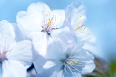 Sakura. Bahar kiraz çiçeği. Güzel çiçekler