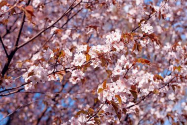 Sakura. Bahar kiraz çiçeği. Güzel çiçekler